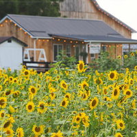 牧場のひまわり畑と木造農舎の夏の風景の写真
