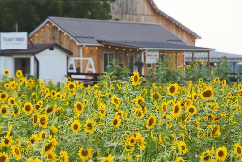 牧場のひまわり畑と木造農舎の夏の風景
