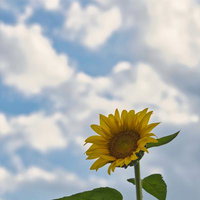 青空を背景に咲くひまわりと緑の茎葉の写真