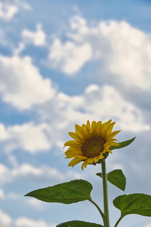 青空を背景に咲くひまわりと緑の茎葉