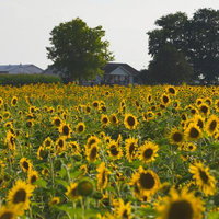 ひまわり畑の広がる田舎の風景と農場の建物の写真