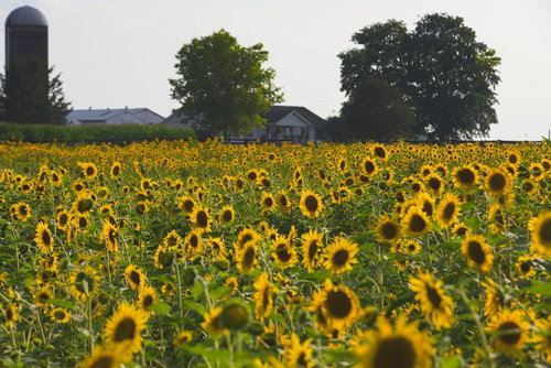 ひまわり畑の広がる田舎の風景と農場の建物