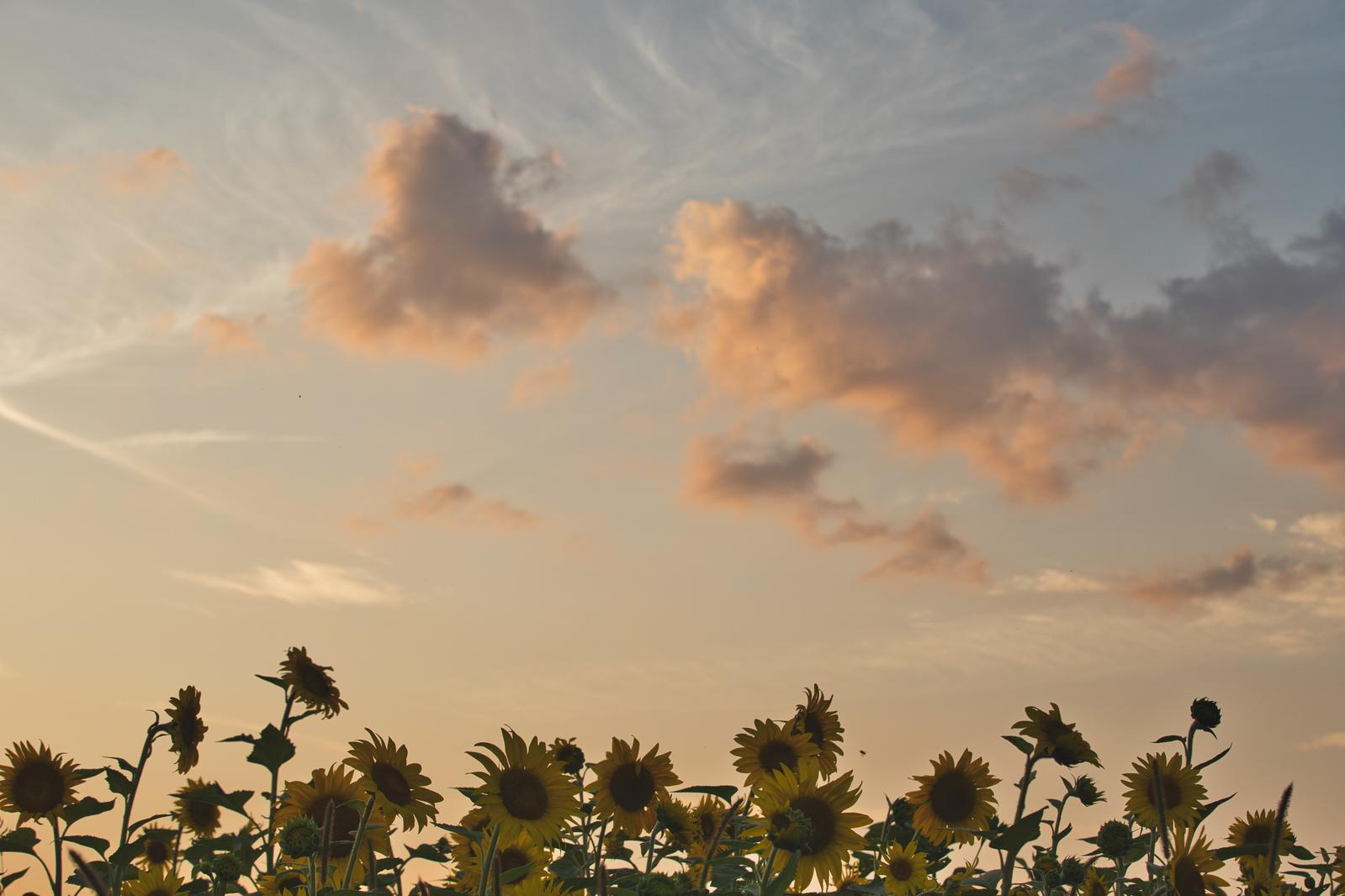 オレンジ色の夕焼け空を背景に多くのひまわりが咲き並ぶ畑の風景
