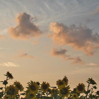 夕焼け空に咲くひまわり畑の夏風景の写真