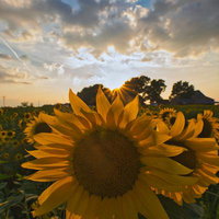 夕日に照らされるひまわり畑の向日葵、夏の自然風景の写真