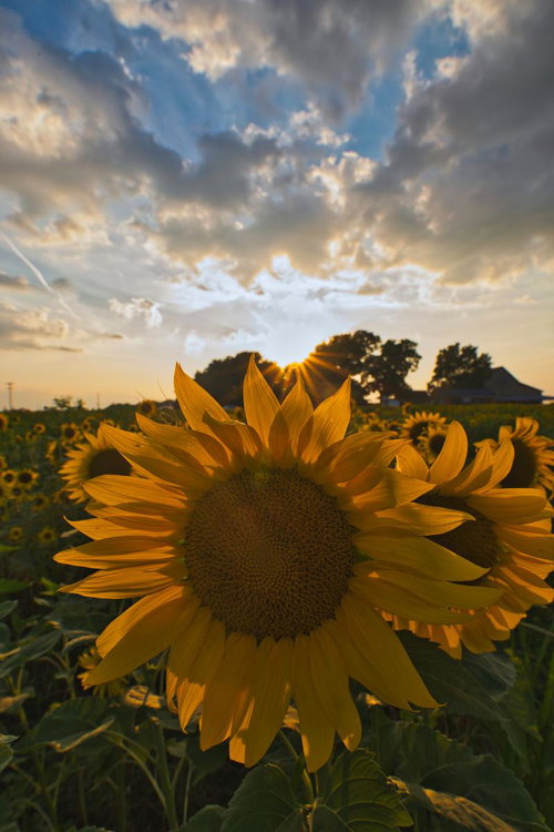夕日に照らされるひまわり畑の向日葵、夏の自然風景