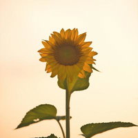 夕焼け空に立つひまわりの花の写真