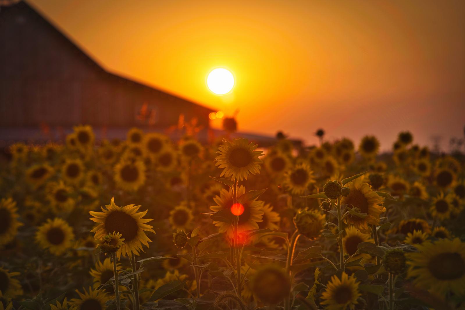夕焼けの向日葵畑。黄色い花が多数咲き、手前の花に赤いトンボが止まっている