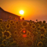 眩しい夕焼けの中に咲く向日葵畑の写真