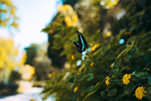 黄色い花に止まるアオスジアゲハの吸蜜