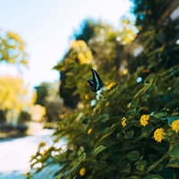 黄色い小花に止まるアオスジアゲハの蝶の写真