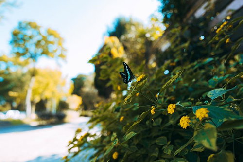黄色い小花に止まるアオスジアゲハの蝶