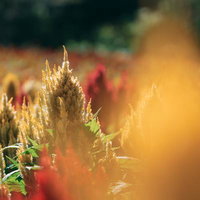 秋色に染まるケイトウの花畑、黄金に輝く穂状の花の写真