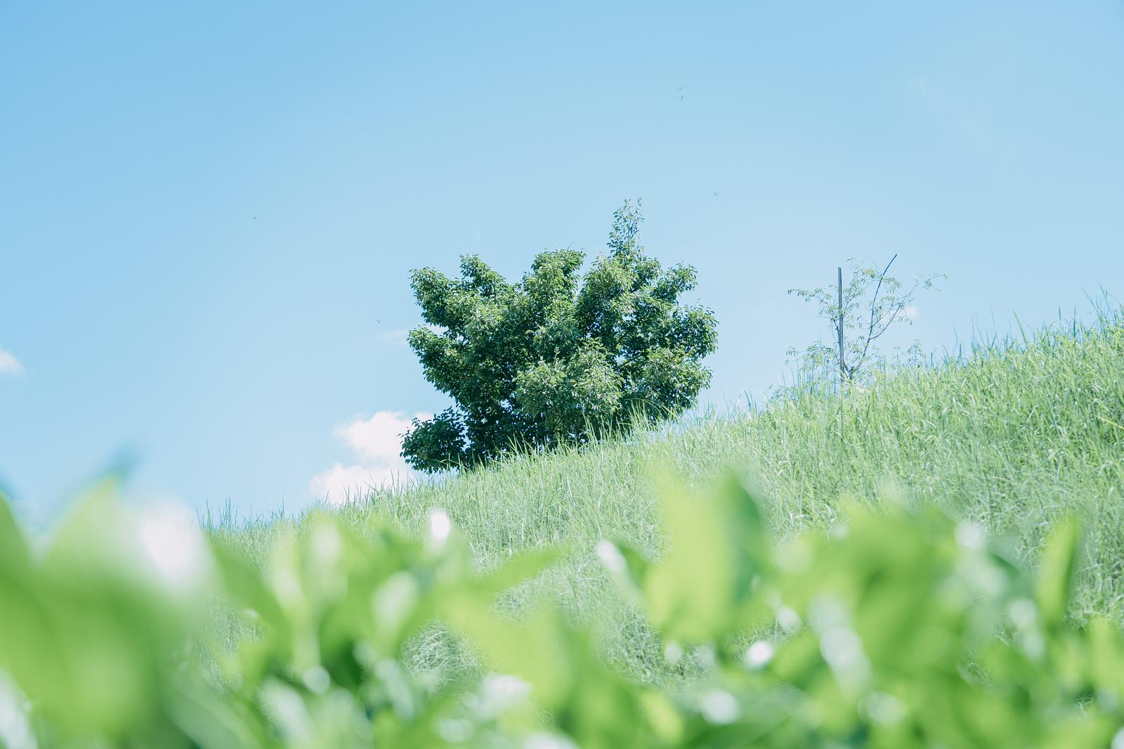 丘の草原に立つ一本の木と青空の風景