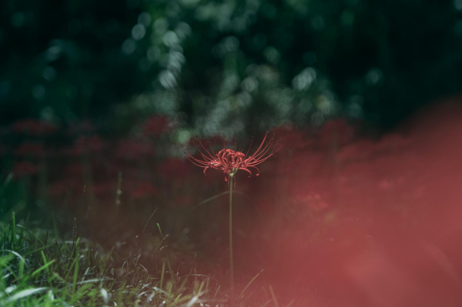 緑ぼけの背景に赤い彼岸花が一輪立つ秋の庭園風景