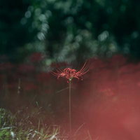 静寂に咲く一輪の彼岸花、緑ぼけの庭園で秋の季節を感じるの写真