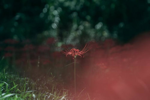 静寂に咲く一輪の彼岸花、緑ぼけの庭園で秋の季節を感じる