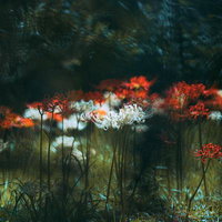 赤と白が交錯する彼岸花の群生の写真