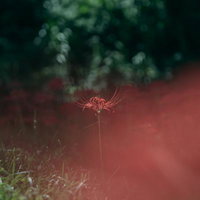 孤高に咲く赤い彼岸花：秋の花畑に群生する曼殊沙華の写真