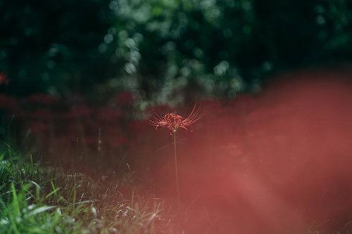 孤高に咲く赤い彼岸花：秋の花畑に群生する曼殊沙華