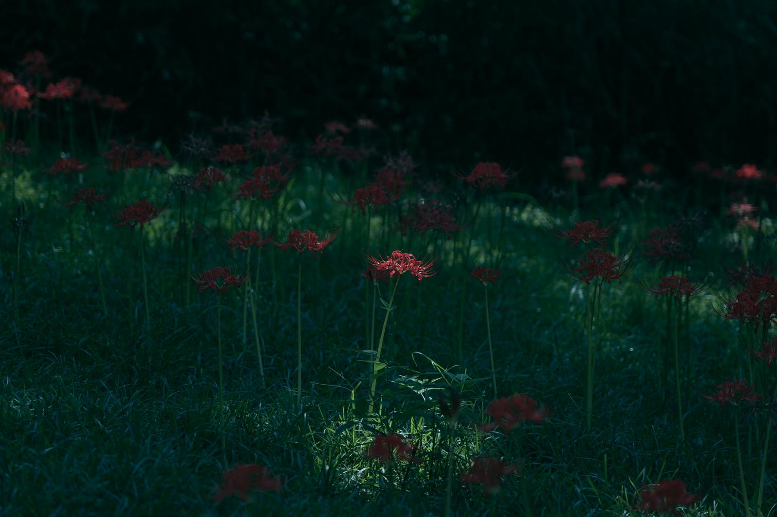 暗い背景の中で赤く浮かぶ彼岸花の群生風景