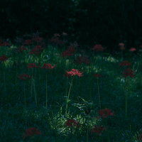闇に浮かぶ赤い彼岸花の群生、秋の夜間花畑の写真