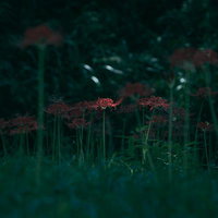 薄暗い森の中で群生して輝く彼岸花の花畑の写真