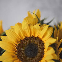 モダンな雰囲気の向日葵の花束、黄色い夏の花々の写真
