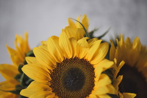 モダンな雰囲気の向日葵の花束、黄色い夏の花々