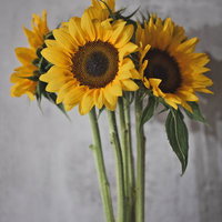 透明な花瓶に飾られたひまわりの生け花の写真