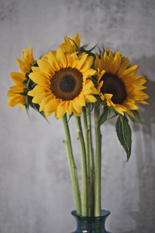 透明な花瓶に飾られたひまわりの生け花