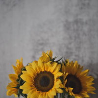 白い壁を背景に生ける黄色い向日葵の花瓶アレンジメントの写真