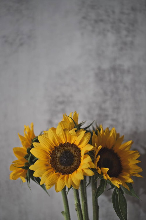 白い壁を背景に生ける黄色い向日葵の花瓶アレンジメント