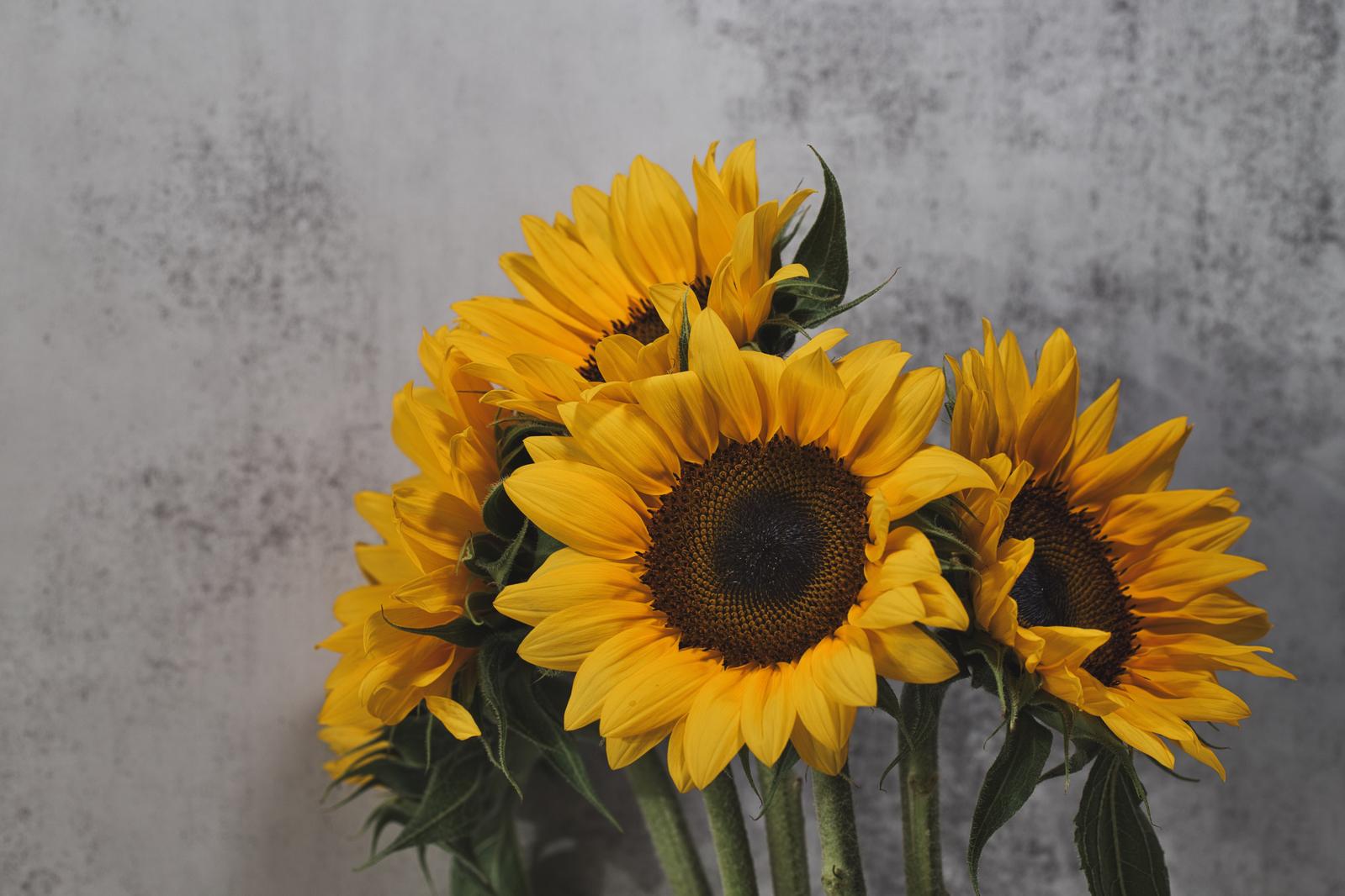 グレーの背景に黄色い向日葵の花束を生けた生け花