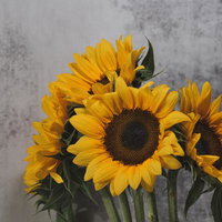 グレーの壁を背景にした夏の向日葵の生け花の写真