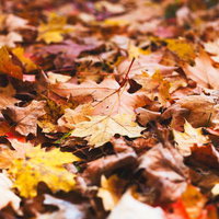 地面を覆う落葉と紅葉が描く秋の絨毯 - 季節の変わり目の自然風景の写真