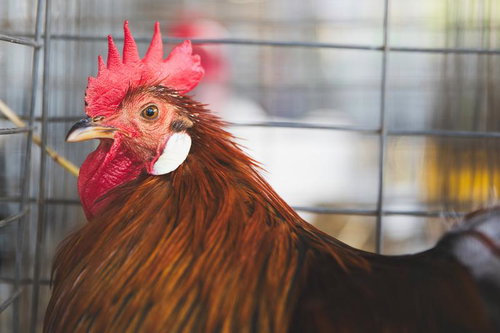 赤い鶏冠が特徴的なニワトリの横顔