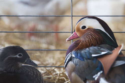 つぶらな瞳のオシドリ夫婦、柵の前で佇む野生のペア