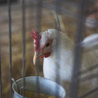 金属製の餌入れからエサをついばむ白い鶏の採食風景の写真