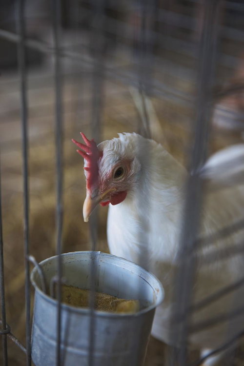 金属製の餌入れからエサをついばむ白い鶏の採食風景
