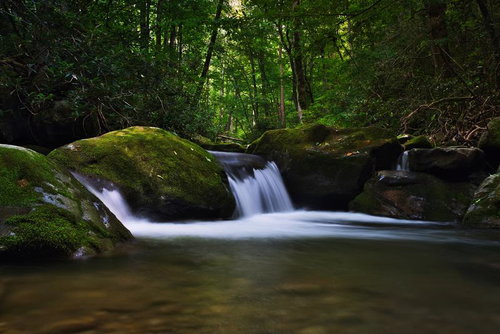 渓流に抱かれた苔生す岩と小さな滝の水音が響く森
