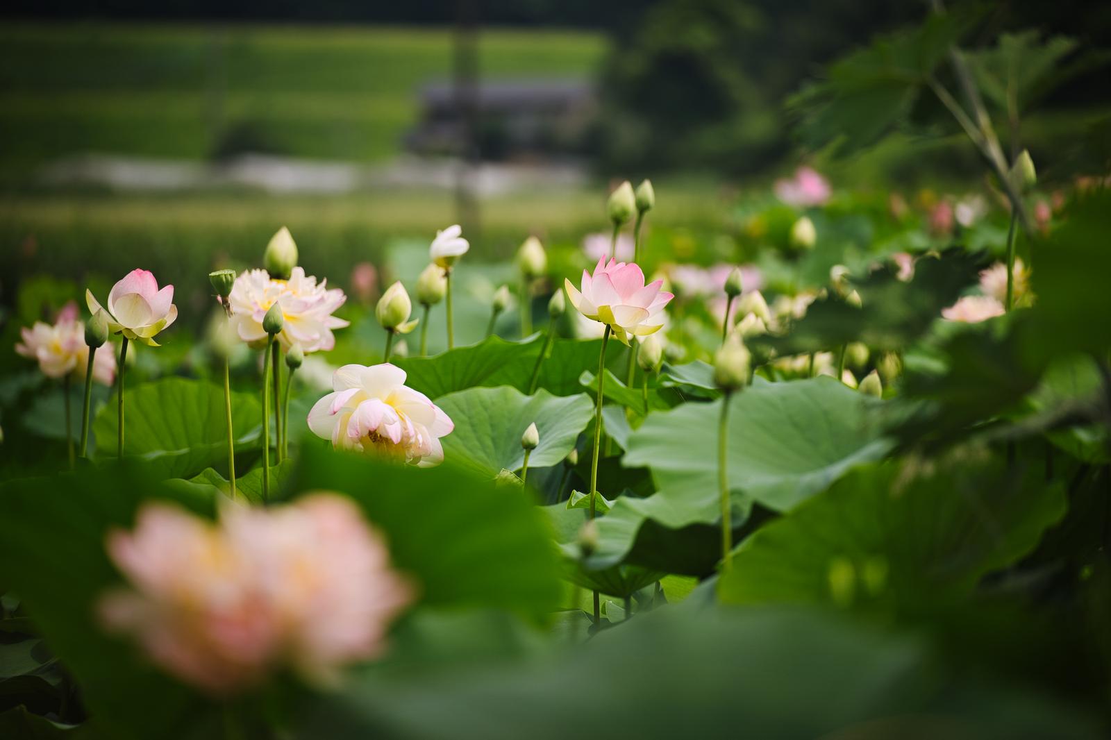 A cluster of pink lotus flowers and large green lotus leaves in a pond