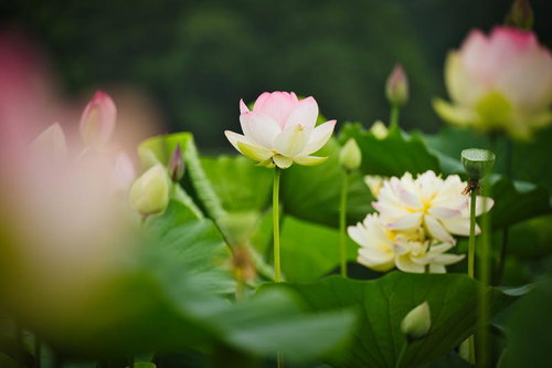 初夏の蓮池に咲く白ピンク色の蓮の花と複数のつぼみ