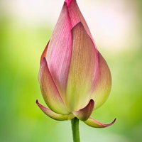 初夏に開く蓮の花弁が重なり合う蕾の開花前の姿の写真