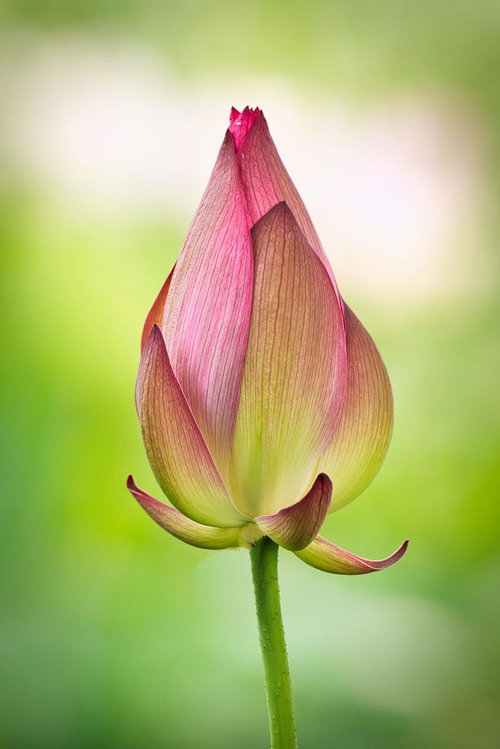 初夏に開く蓮の花弁が重なり合う蕾の開花前の姿