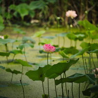 ピンク色の蓮の花が咲く緑豊かな蓮池の風景の写真