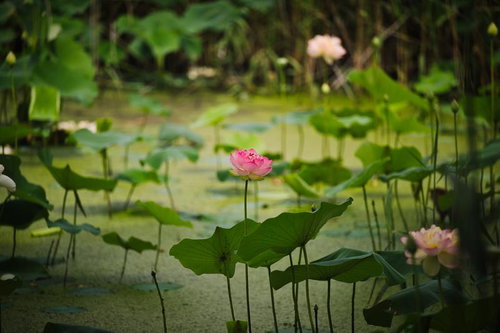 ピンク色の蓮の花が咲く緑豊かな蓮池の風景