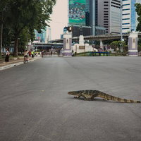 アスファルト舗装の大通りを横切る巨大なオオトカゲの写真