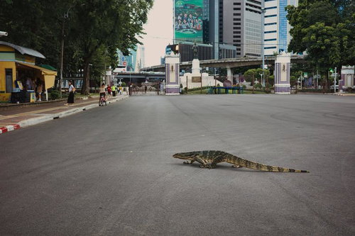 アスファルト舗装の大通りを横切る巨大なオオトカゲ