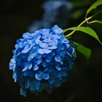 青色のタマアジサイの花房とグリーンの葉のクローズアップの写真